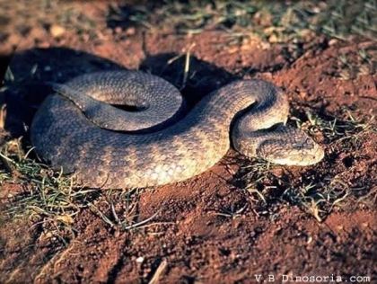 Le serpent le plus dagereux