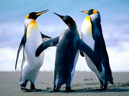 une photo de pingoin