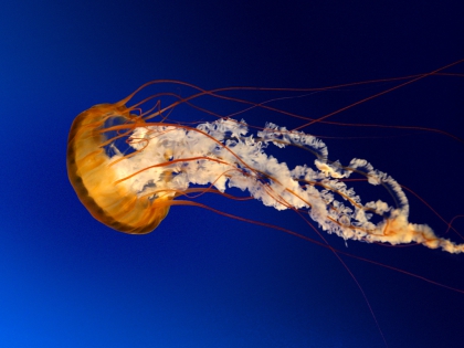 une meduze