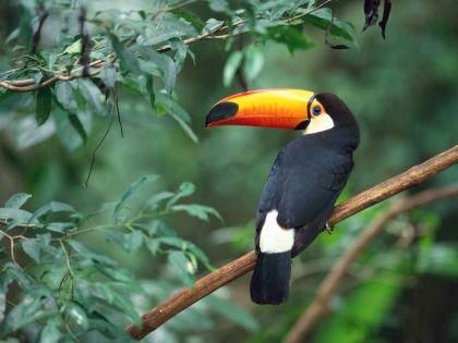 le Toucan