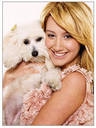 ashley tisdale et son chien