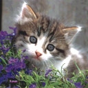 chat dans les fleurs