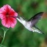 colibri