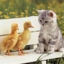 chat et canards