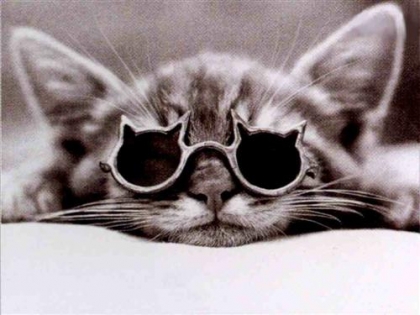 chat a lunettes