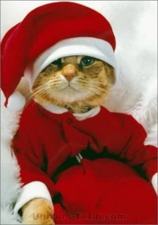 chat pre noel!!!