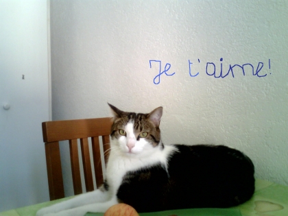 Mon chat