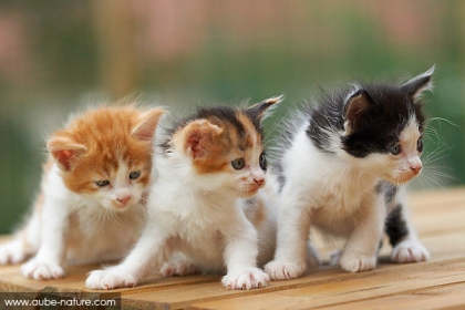 3 chatons