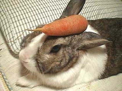 je ne trouve plus ma carrotte