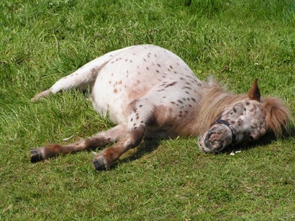 c'est leur de la sieste