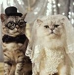 mariage chat 