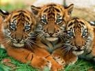 les tigre