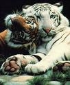 tigres