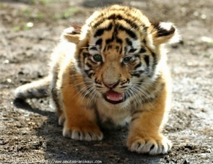 mini tigre