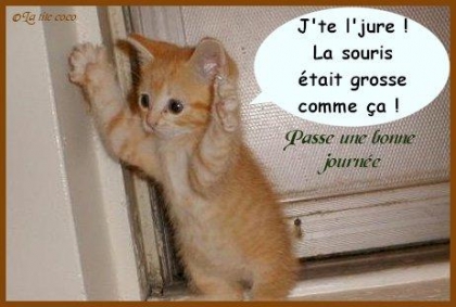 un chat farceur