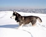 un husky dans la neige