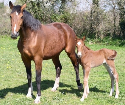 il y a aussi le cheval...