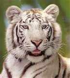 Le tigre blanc