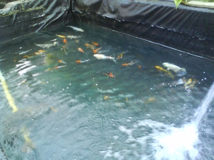                         MeS pOiSsOnS  !!!!!!!!!!!!!!!!!!!!!!!!