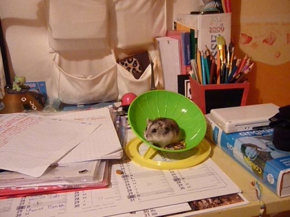 mon hamster 