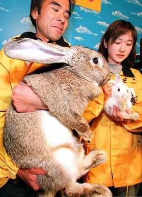 Le plus grose lapin du monde