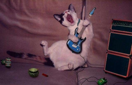 chat guitare