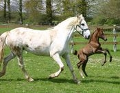 cheval et sont poulain