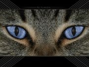 oeil de chat