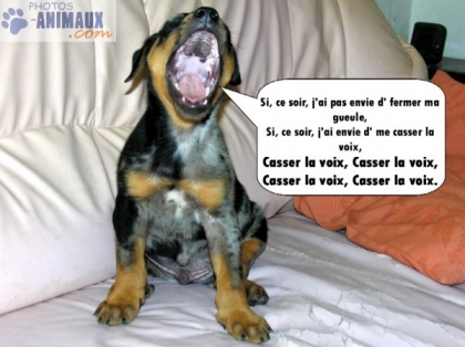 chien qui parle