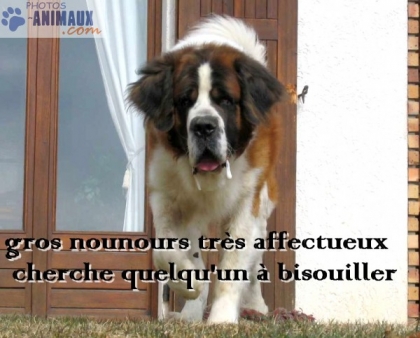 gros nounours qui a besoin de vous