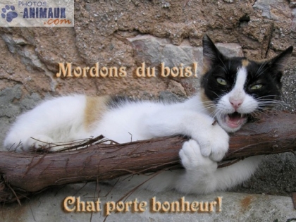 chat porte bouneur