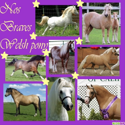 montage pour les fans de chevaux