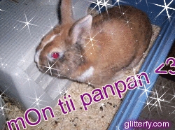 mon lapin