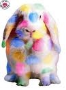 lapin color