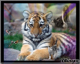 petit tigre