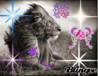 beaux lion