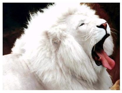 un lion blanc