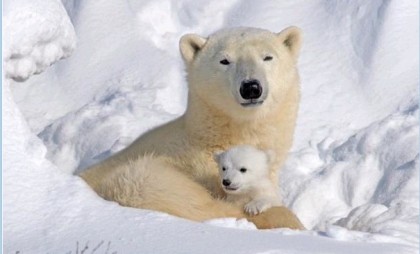 maman ours avec son bb