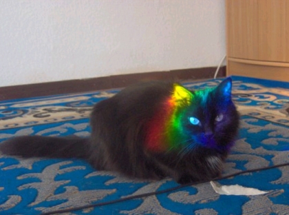 un chat multicolore......