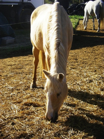 les chevaux