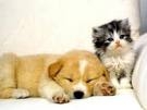 chat et chien 