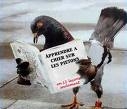 les pigeons lisent le journal ????????