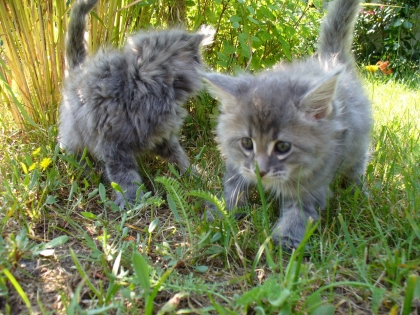 LES BBS ANiiMAUX <3