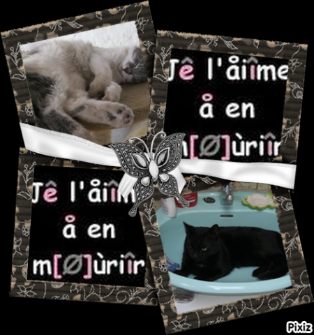 mes tit chats