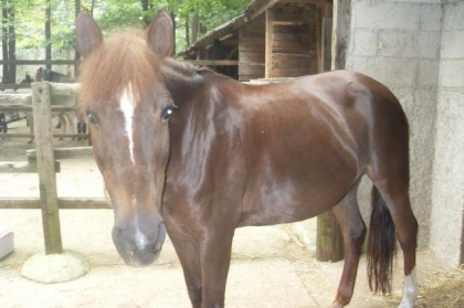 les chevaux