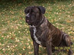 cane corso