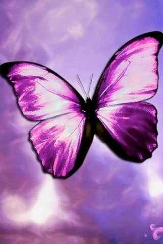 papillon