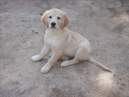 Golden retriever