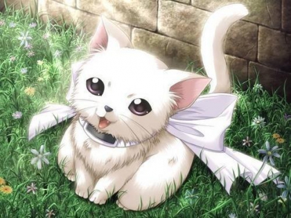 chaton blanc