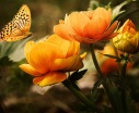 Comment crer un jardin attirant pour les papillons